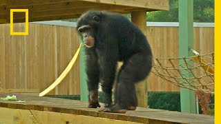 Zobacz, jak szympansy ustalają hierarchię! | W świecie szympansów
