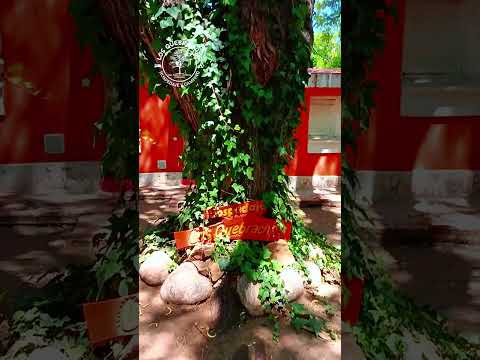 Cómodo y natural, a 4 cuadras de la plaza de San Marcos Sierras 🏡✨ #SanMarcosSierras #CabañasCordoba