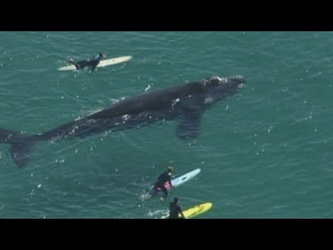 Giant whale lashes out at surfers in Sydney after they surround it