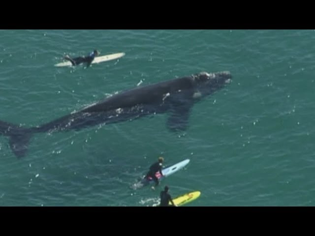 Giant whale lashes out at surfers in Sydney after they surround it