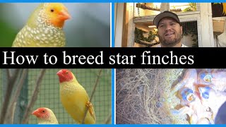 How to breed star finches