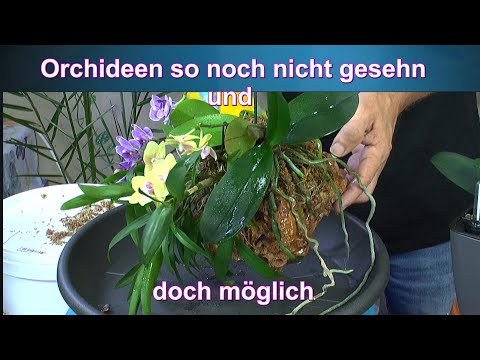 , title : 'Orchideen besonders halten Phalaenopsis auf dem Stein und Frauenschuh im Orchidpon Update'