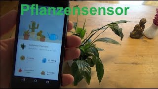 Pflanzen mit dem Smartphone überwachen Xiaomi Smart Pflanzensensor
