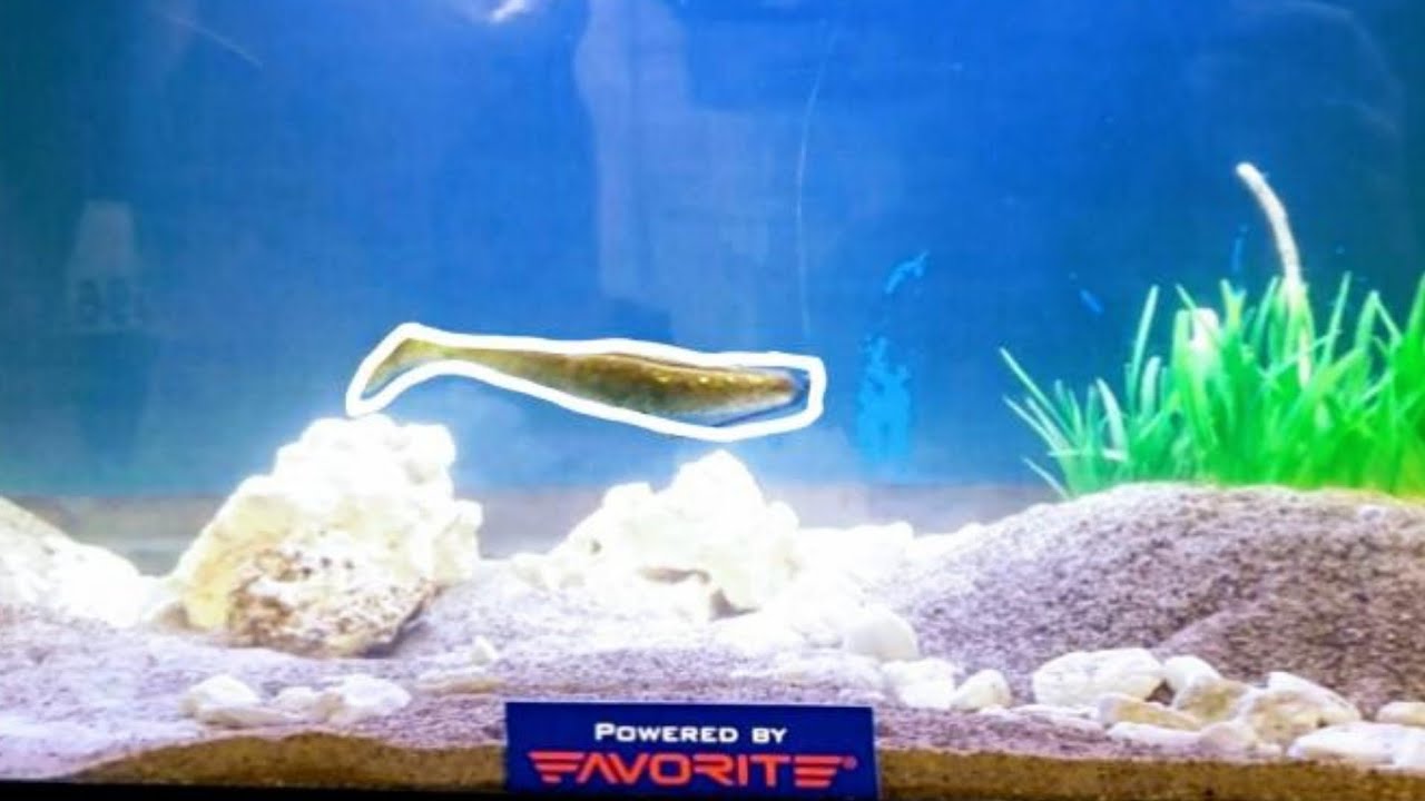 Gambler Lures Big EZ Underwater In The Bait Lab #gamblerlures #bigez