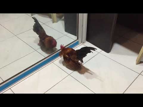 Ang aking kulas the manok na pula na love ko, pls subscribe Po😘| Rovie Diaz