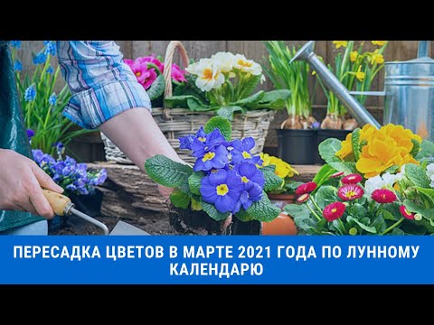 Пересадка цветов в марте 2021 года по лунному календарю, когда лучше пересаживать комнатные растения