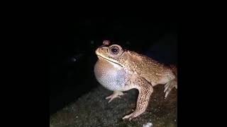 Download lagu suara kodok kalo ditinggal kawin😁😁#shorts mp3 Download lagu suara kodok kalo ditinggal kawin😁😁#shorts mp3