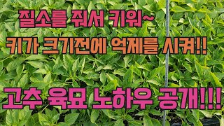 고추육묘장인이 말하는 꿀팁! 이렇게 키우세요 (3탄)