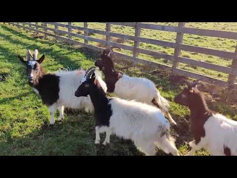 , title : 'Bagot Goats arrive at Cragend Farm January 2020'