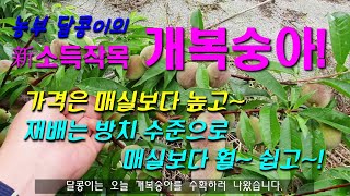 #개복숭아 - 방치 수준의 쉬운재배!! 매실보다 높은 판매가격!! 새로운 소득작목