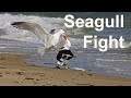 Seagulls Fight And Swallow A Whole Fish