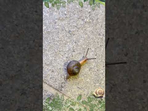 Ants and snails