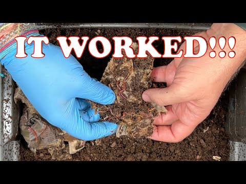Mites & Moisture Back Under Control in My Worm Bin!! | Vermicompost Worm Farm