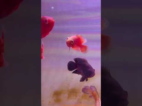 Red oscar #oscar fish#exotic aquariumfish #music #beats #song #remix #viral #trending #oscarfish