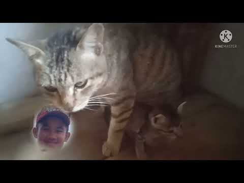 CAT 😸🐈 MY BABY KRIS DAL'S TV