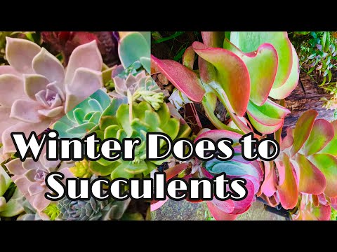 Succulents During Winter Time/ Garden Tour #succulentgarden #rosebudsavona #gardentour