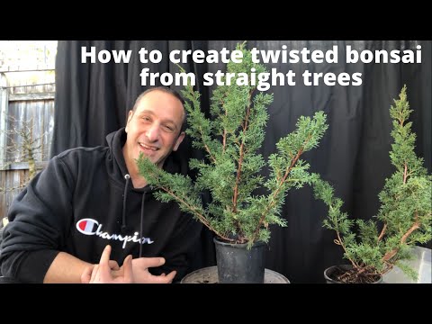 How to create twisted junipers for bonsai from straight trunks