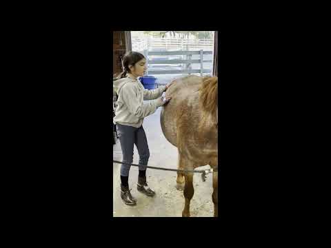 3) The Basics of Grooming a Horse Video Screenshot