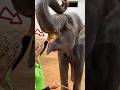 Smart Elephant S Sweet Trick For Watermelon Shorts