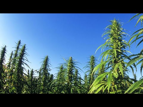 2021 10 17 ORF 2 Oesterreich Bild - Wunderpflanze Hanf