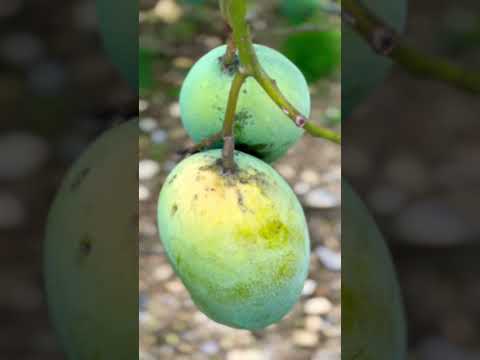 Mango #youtubeshorts #shortsvideo #khagendraadhikari #shorts #Mango