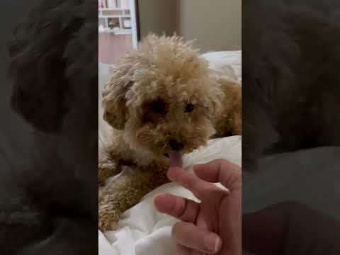 経営学科 飼い主のベッドでくつろぐトイプードル15ヶ月　#toypoodle　#トイプードル