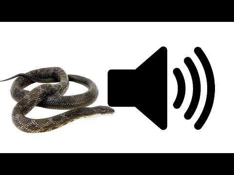 Snake Hiss | Sound Effect