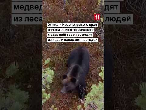 Жители Сибири начали сами отстреливать медведей: звери массово выходят из леса и нападают на людей
