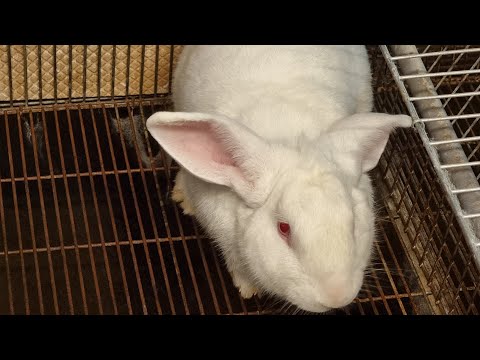 Ratch rabbit screaming