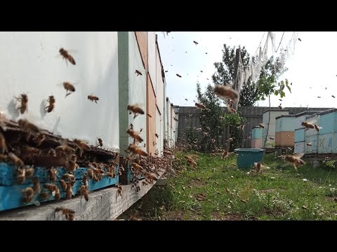 Циклічна обробка бджіл