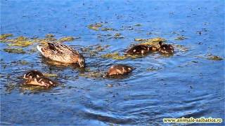 preview picture of video 'Rata cu pui / Mother duck and babies'