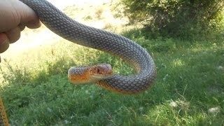 preview picture of video 'Caspian Whipsnake ( Dolichophis Caspius )'