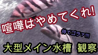 大型水槽、横から観るか?　下から観るか?【熱帯魚,古代魚,大型魚,アロワナ,ダトニオ】