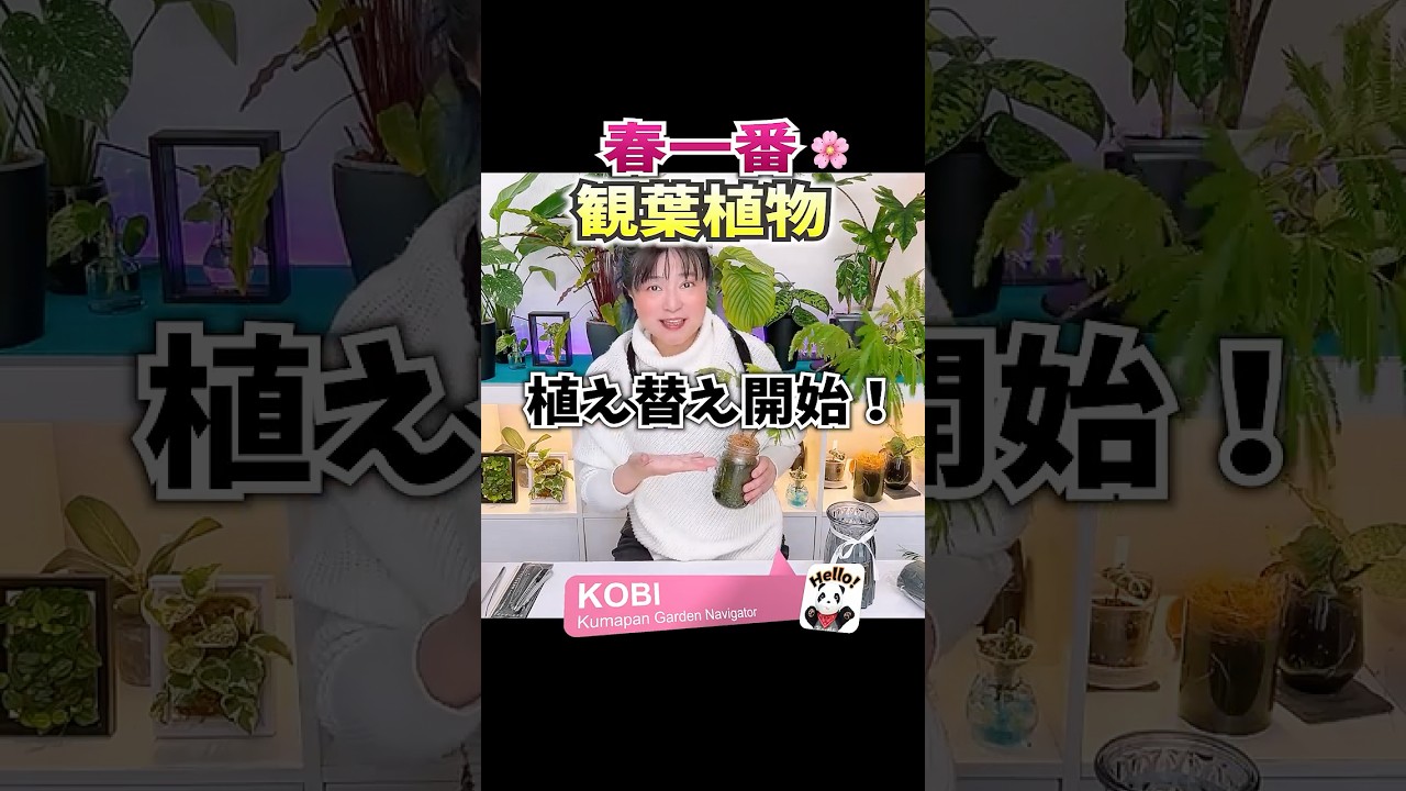 春一番🌸【観葉植物】植え替え開始！ エバーフレッシュ編