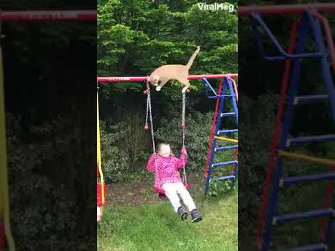 Salıncaktan Düşen Ama Çaktırmayan Kedi