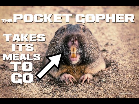 Gopher Facts - The Meals-To-Go Rodent - Animal a Day