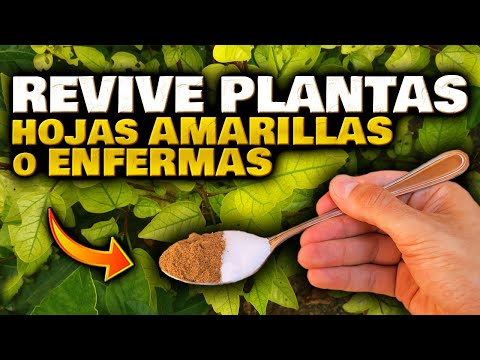 , title : 'REVIVE tus PLANTAS en HORAS!! SALVA y CURA las HOJAS AMARILLAS o MARCHITAS | Abono Casero Orgánico'