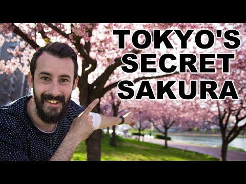 TOP 3 Hidden Sakura Spots in Tokyo - BEST Cherry Blossom Viewing