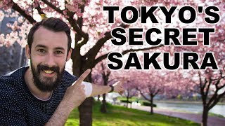 TOP 3 Hidden Sakura Spots in Tokyo - BEST Cherry Blossom Viewing