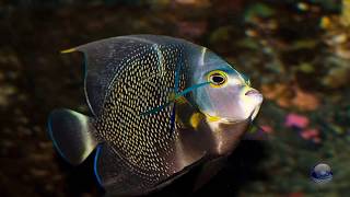 Pass me by - Ray Conniff