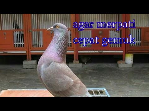 Cara membuat merpati gemuk  dengan kacang tanah