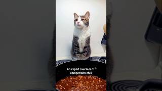 An obituary for my cat, Momo