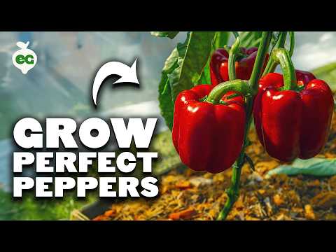 Watch This Before Growing Peppers 🌶️🔥