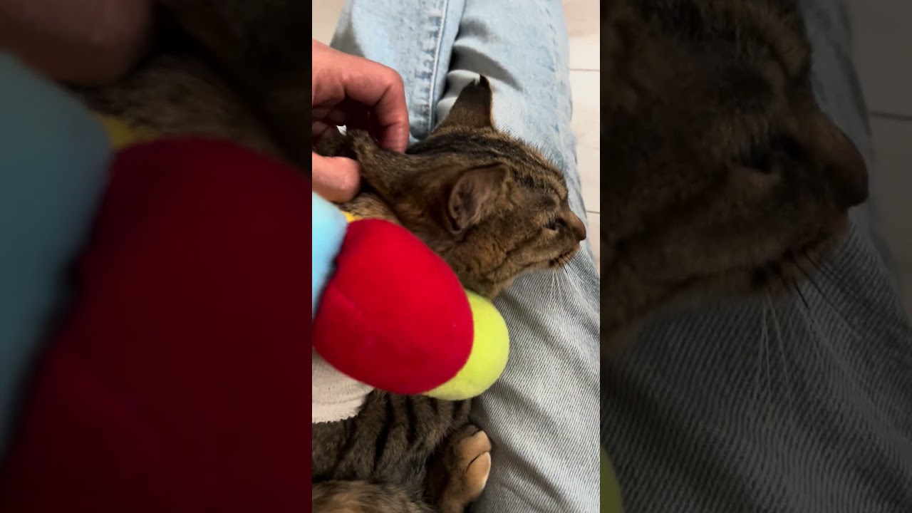 もう少ししたらミコお姉ちゃんのお部屋に行くにゃ。よろしくお願いしますにゃ♥️みぃちゃんです♥️