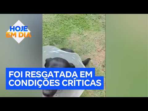 Após maus-tratos, cadela recebe próteses inéditas e comove o Brasil