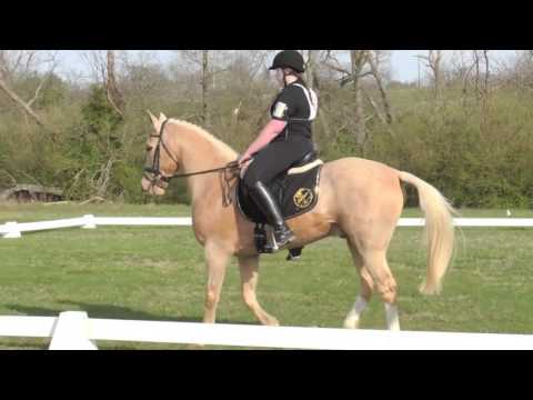 HUNGER GAMES Dressage Freestyle