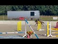 Splendide jument de 6 ans, sBs, +-1m62