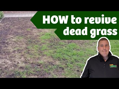 Why is my lawn dying in patches | Leatherjackets, what are they and how to kill them.