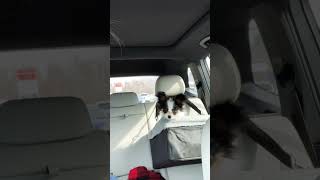 PUPPY GLOW UP! ✨4 weeks - 6 months #glowup  #youtubeshorts #papillon