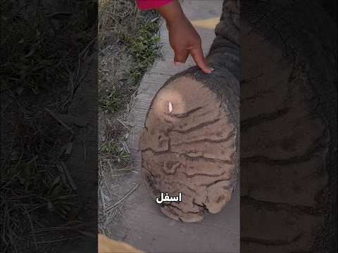 الرجل يساعد الفيل الكبير!😮